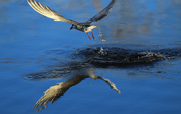 Whiskered terns - Liuwa Plain NP