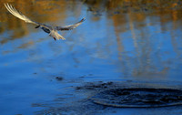 Whiskered terns - Liuwa Plain NP