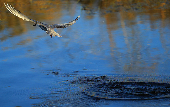 Whiskered terns - Liuwa Plain NP