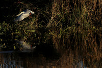 Whiskered terns - Liuwa Plain NP