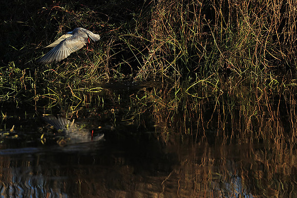 Whiskered terns - Liuwa Plain NP