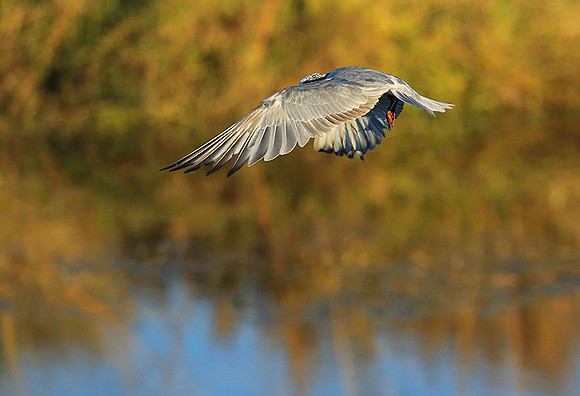 Whiskered terns - Liuwa Plain NP
