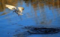 Whiskered terns - Liuwa Plain NP