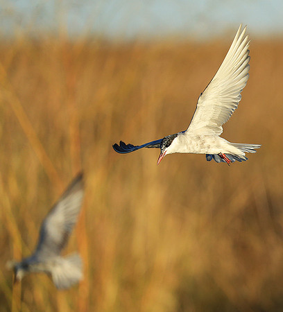 Whiskered terns - Liuwa Plain NP