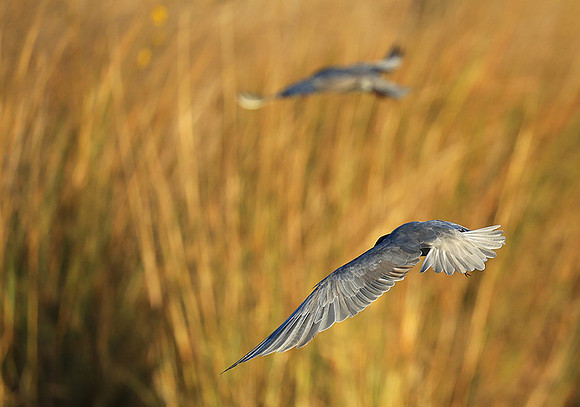Whiskered terns - Liuwa Plain NP