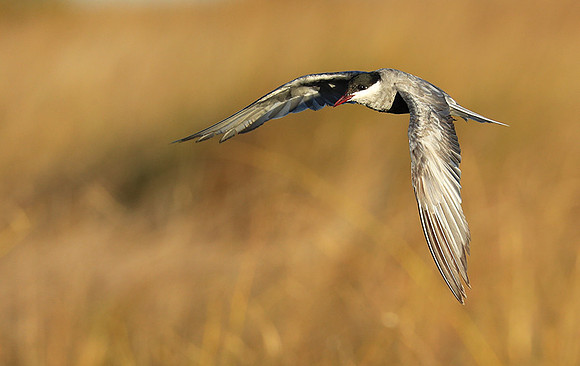 Whiskered terns - Liuwa Plain NP