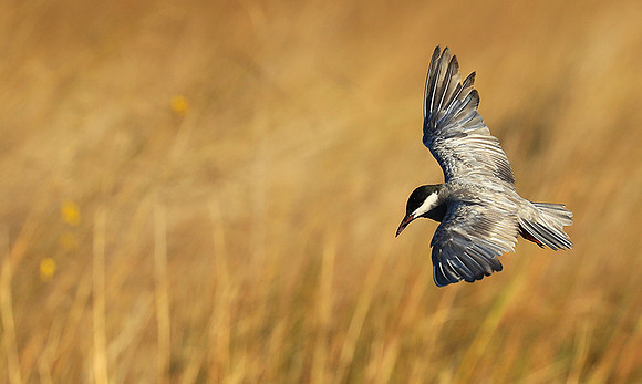 Whiskered terns - Liuwa Plain NP