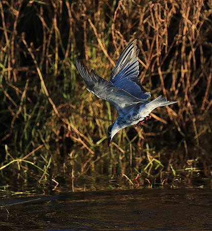 Whiskered terns - Liuwa Plain NP