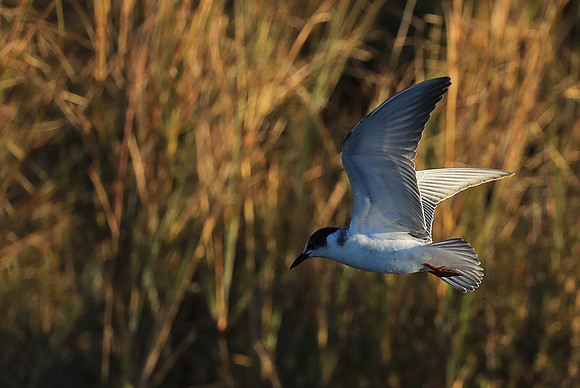 Whiskered terns - Liuwa Plain NP