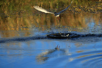 Whiskered terns - Liuwa Plain NP