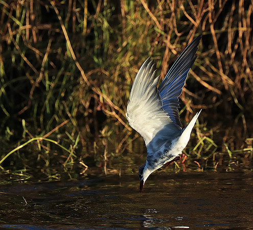 Whiskered terns - Liuwa Plain NP