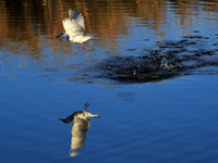 Whiskered terns - Liuwa Plain NP