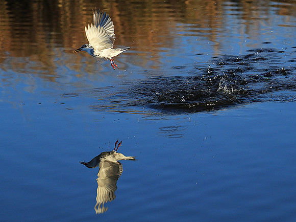 Whiskered terns - Liuwa Plain NP