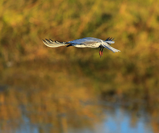 Whiskered terns - Liuwa Plain NP