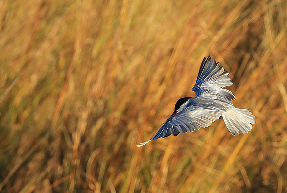 Whiskered terns - Liuwa Plain NP