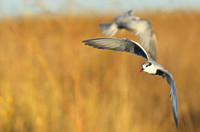 Whiskered terns - Liuwa Plain NP