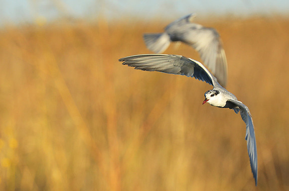 Whiskered terns - Liuwa Plain NP