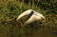 Whiskered terns - Liuwa Plain NP