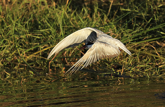 Whiskered terns - Liuwa Plain NP