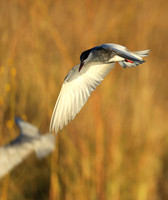 Whiskered terns - Liuwa Plain NP