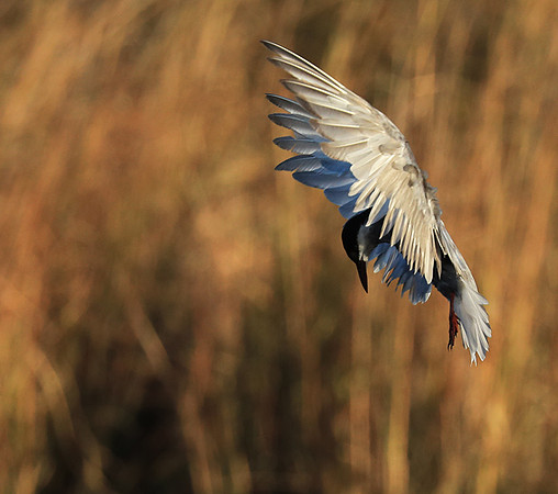 Whiskered terns - Liuwa Plain NP