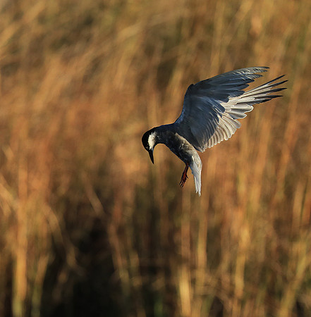 Whiskered terns - Liuwa Plain NP