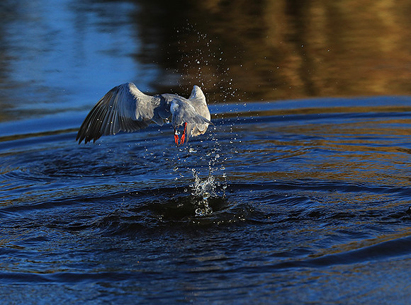 Whiskered terns - Liuwa Plain NP
