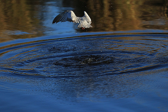 Whiskered terns - Liuwa Plain NP