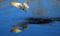 Whiskered terns - Liuwa Plain NP