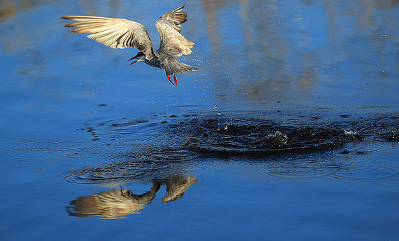 Whiskered terns - Liuwa Plain NP