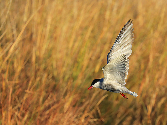 Whiskered terns - Liuwa Plain NP