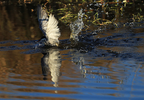 Whiskered terns - Liuwa Plain NP