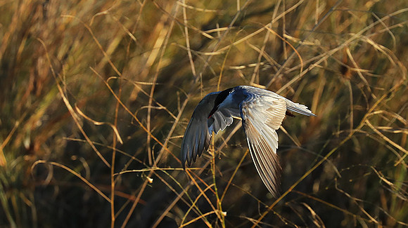 Whiskered terns - Liuwa Plain NP