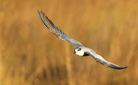 Whiskered terns - Liuwa Plain NP