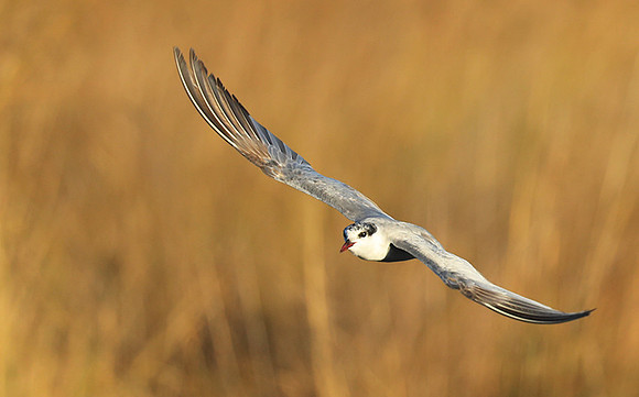 Whiskered terns - Liuwa Plain NP