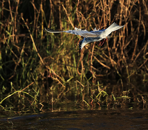 Whiskered terns - Liuwa Plain NP