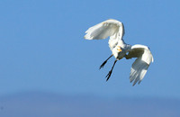 Cattle egret - Kafue Nationa Park
