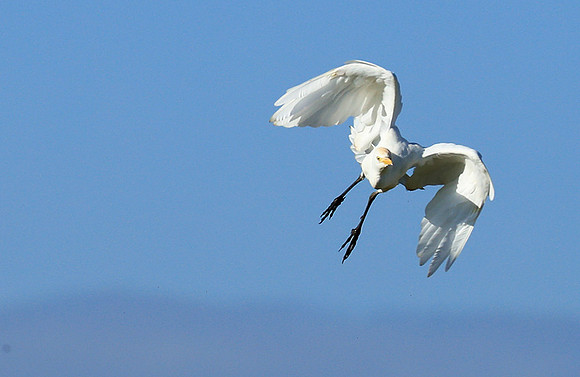 Cattle egret - Kafue Nationa Park