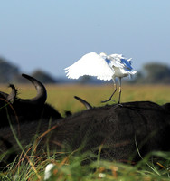 Cattle egret - Kafue Nationa Park