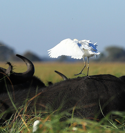 Cattle egret - Kafue Nationa Park