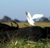 Cattle egret - Kafue Nationa Park