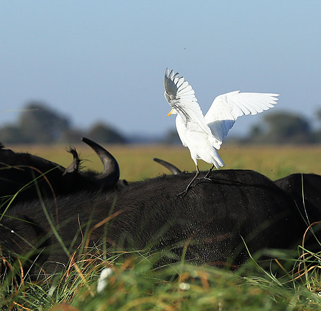 Cattle egret - Kafue Nationa Park