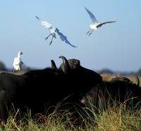 Cattle egret - Kafue Nationa Park