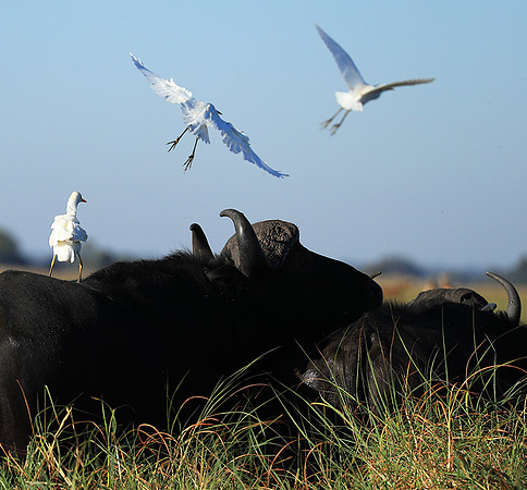 Cattle egret - Kafue Nationa Park