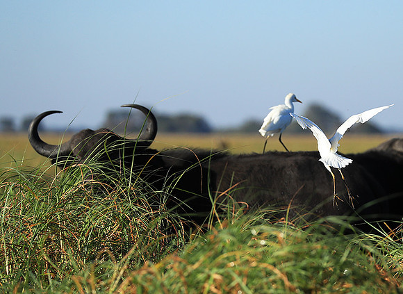 Cattle egret - Kafue Nationa Park