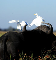 Cattle egret - Kafue Nationa Park