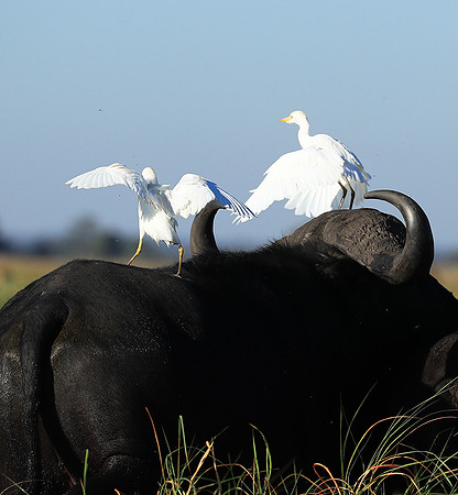 Cattle egret - Kafue Nationa Park