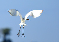 Cattle egret - Kafue Nationa Park