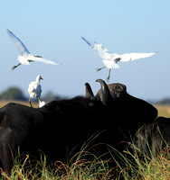 Cattle egret - Kafue Nationa Park