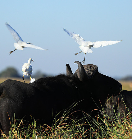 Cattle egret - Kafue Nationa Park